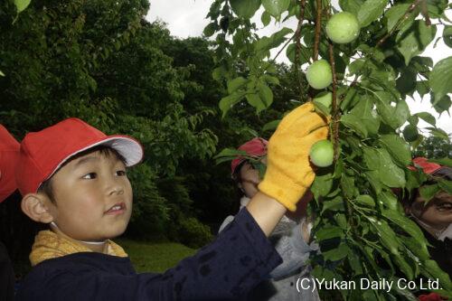 日之影町立高巣野小学校で行われた「梅ちぎり」