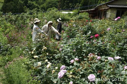 無料公開が始まった「ＲｏｓｅＧａｒｄｅｎＨａｎａ―Ｈａｎａ」