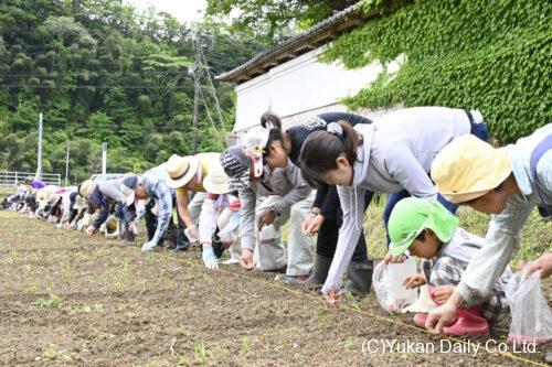 丁寧にヒマワリの種を植える参加者